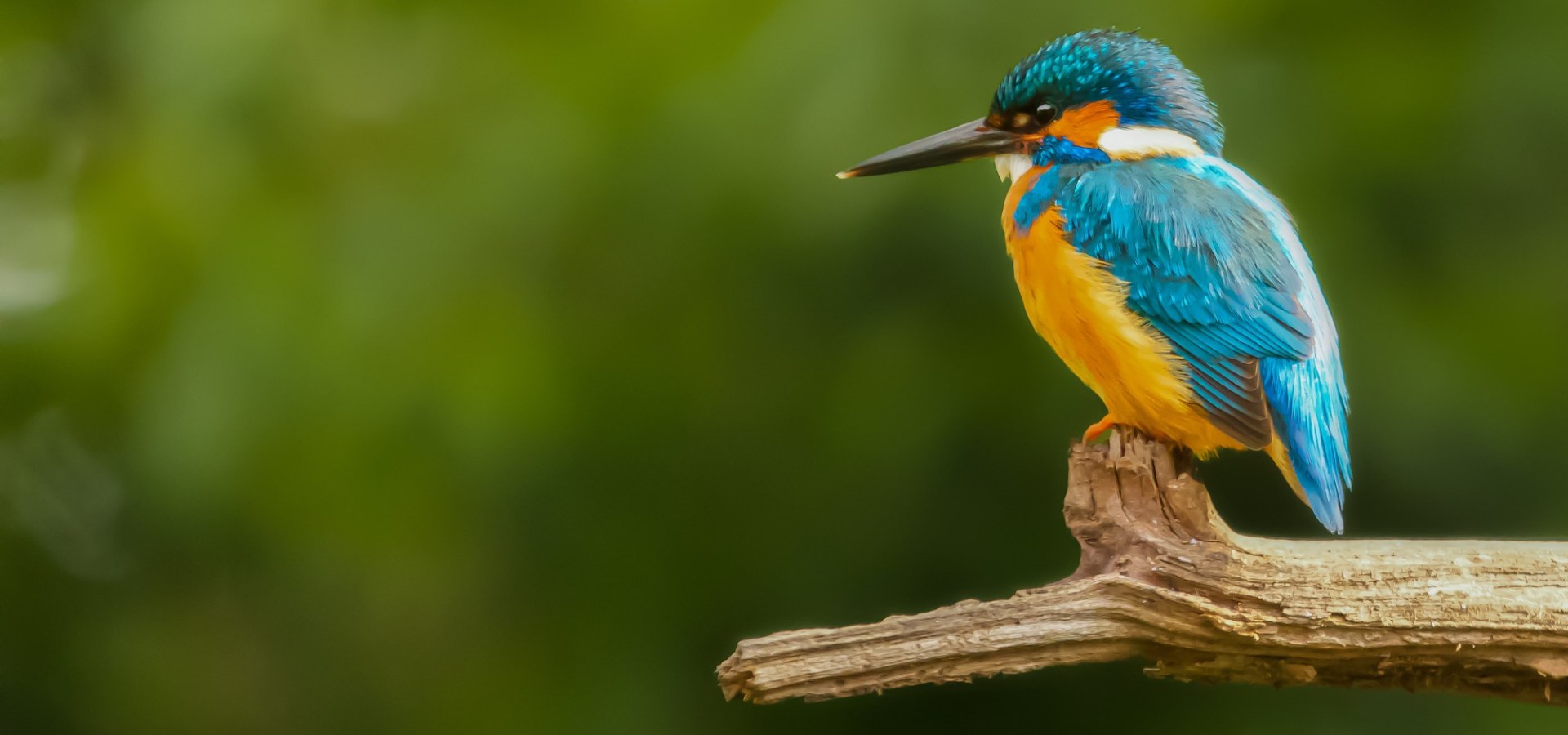 Avian Medicine In Esterhazy, SK Twin Valley Veterinary HS