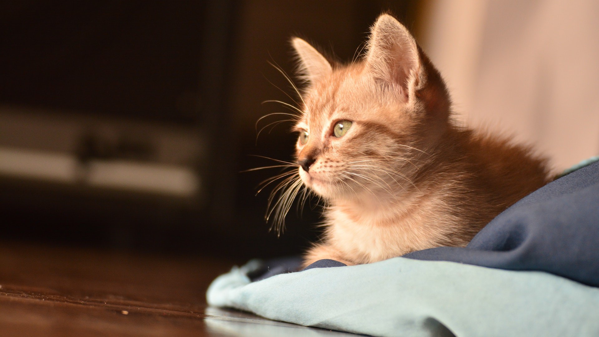 Pet Radiology In Esterhazy, SK Twin Valley Veterinary HS