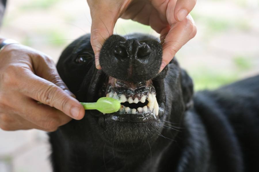 Pet Regular Dental Cleaning