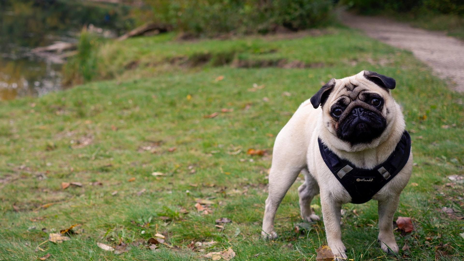 Esterhazy, SK Vet Services Twin Valley Veterinary Health