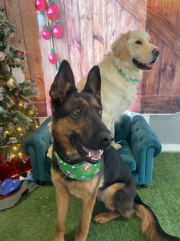 two dogs by a christmas tree