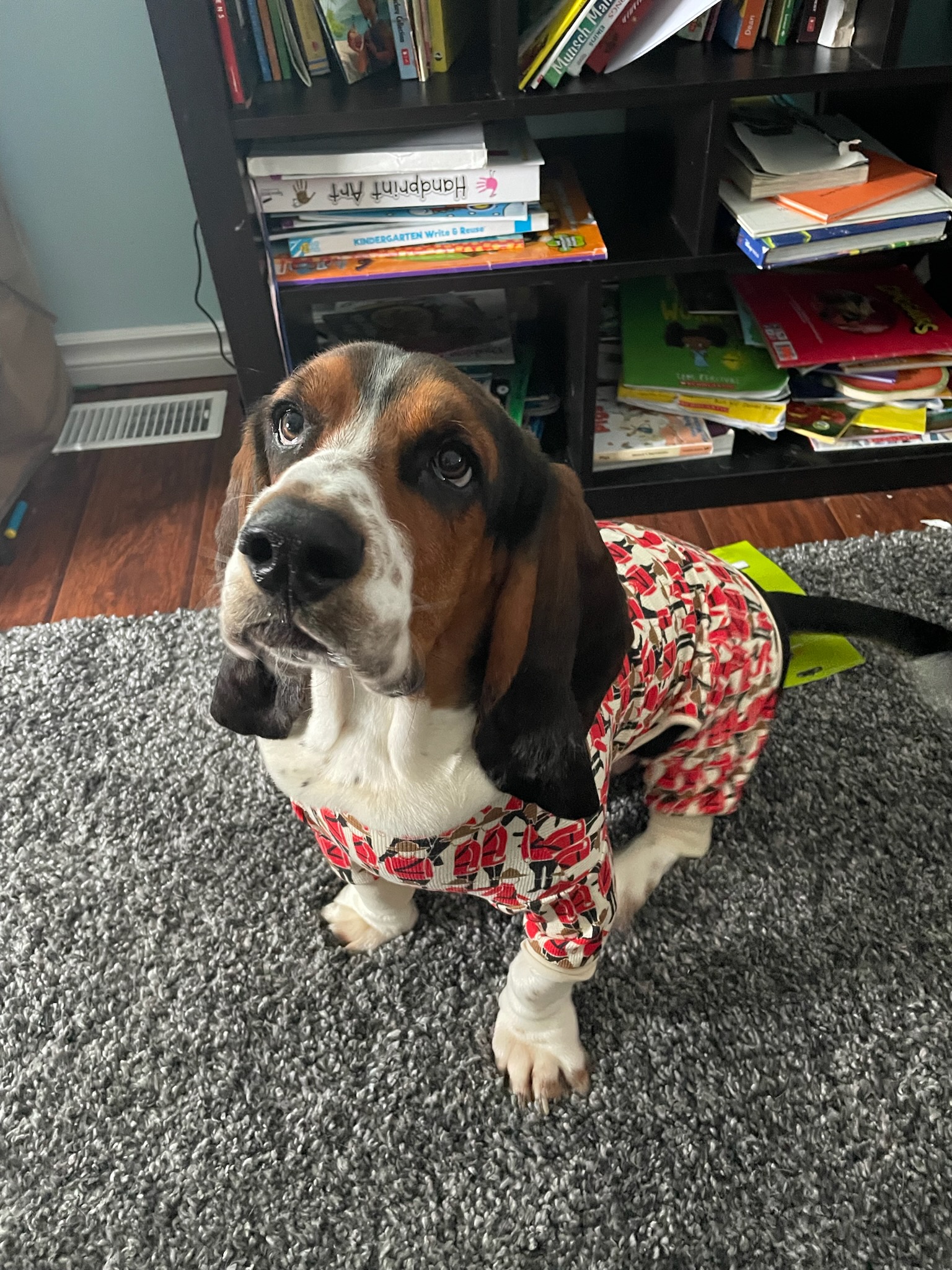 dog wearing pajamas