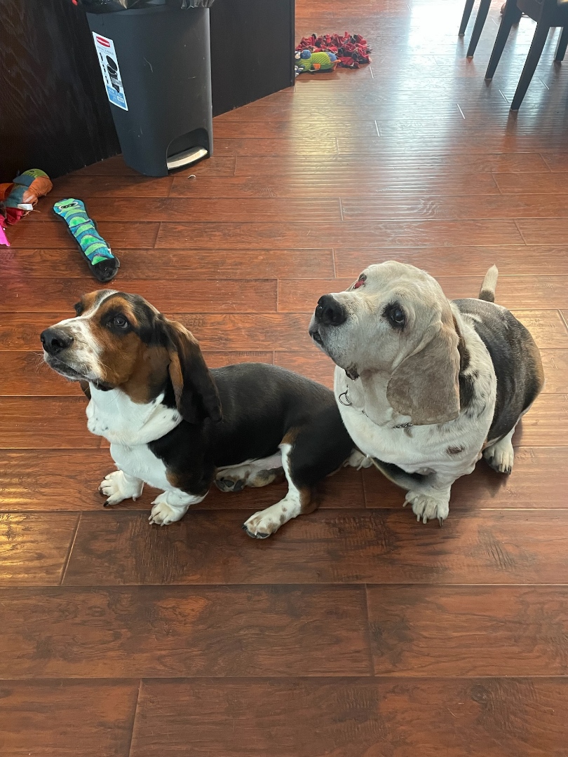 two dogs sitting for a treat