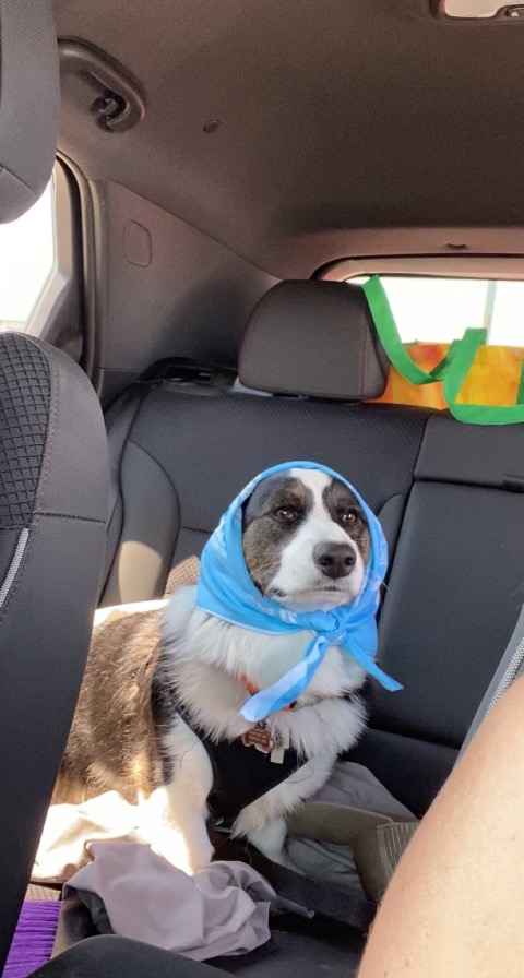 dog with bandana in a car