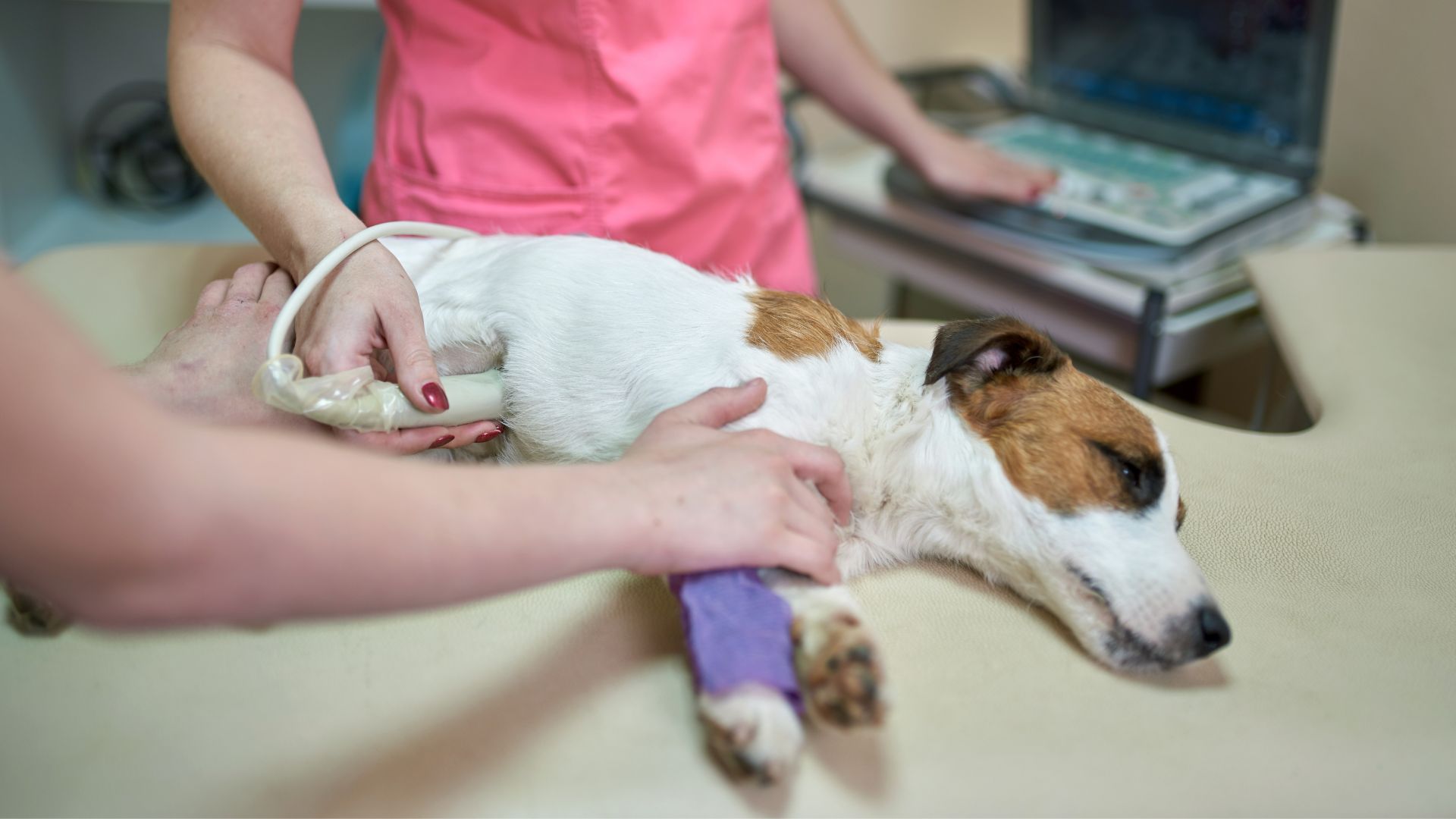 Ultrasound In Esterhazy, SK Twin Valley Veterinary Health