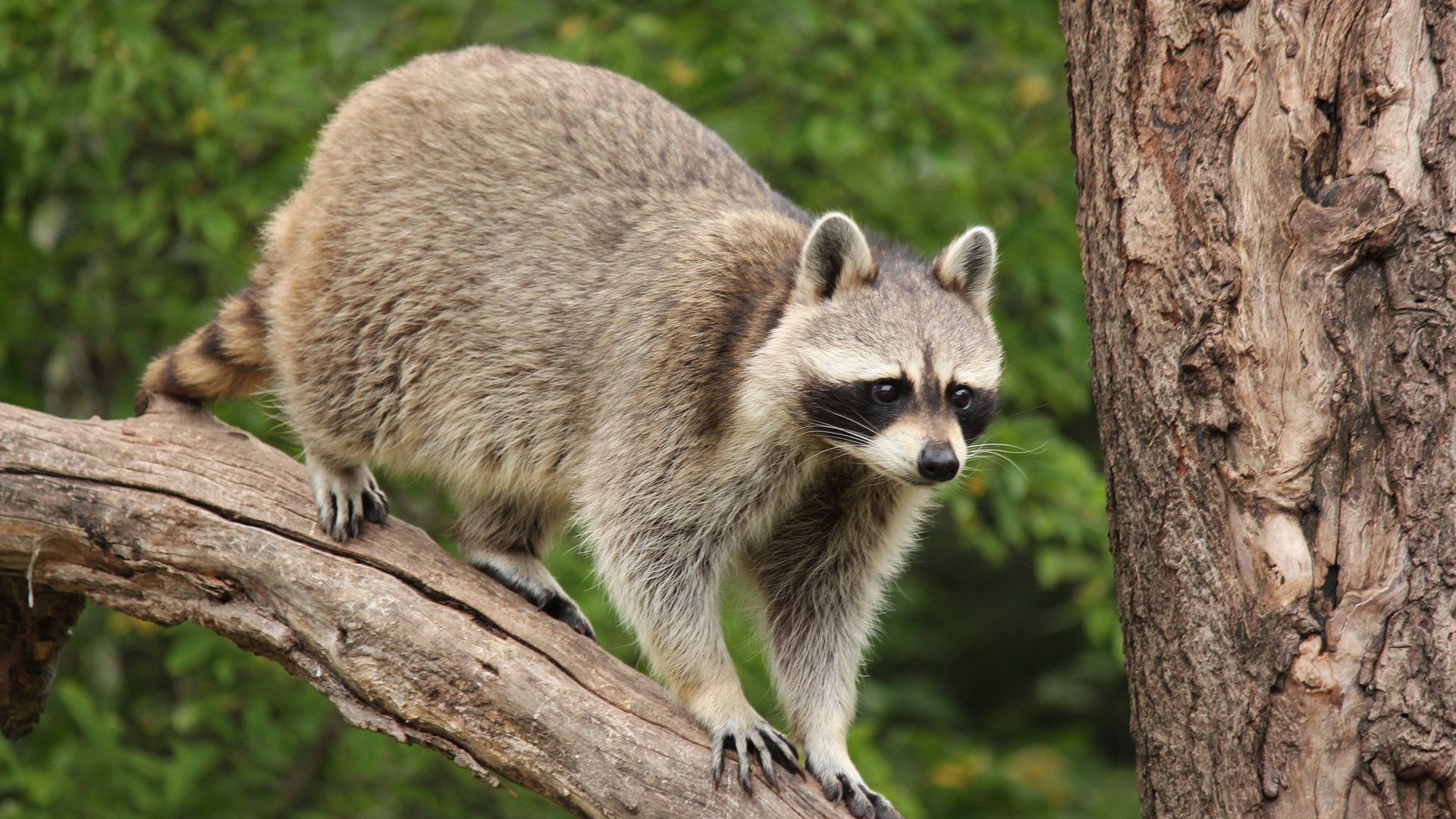 Wildlife In Esterhazy, SK Twin Valley Veterinary Health