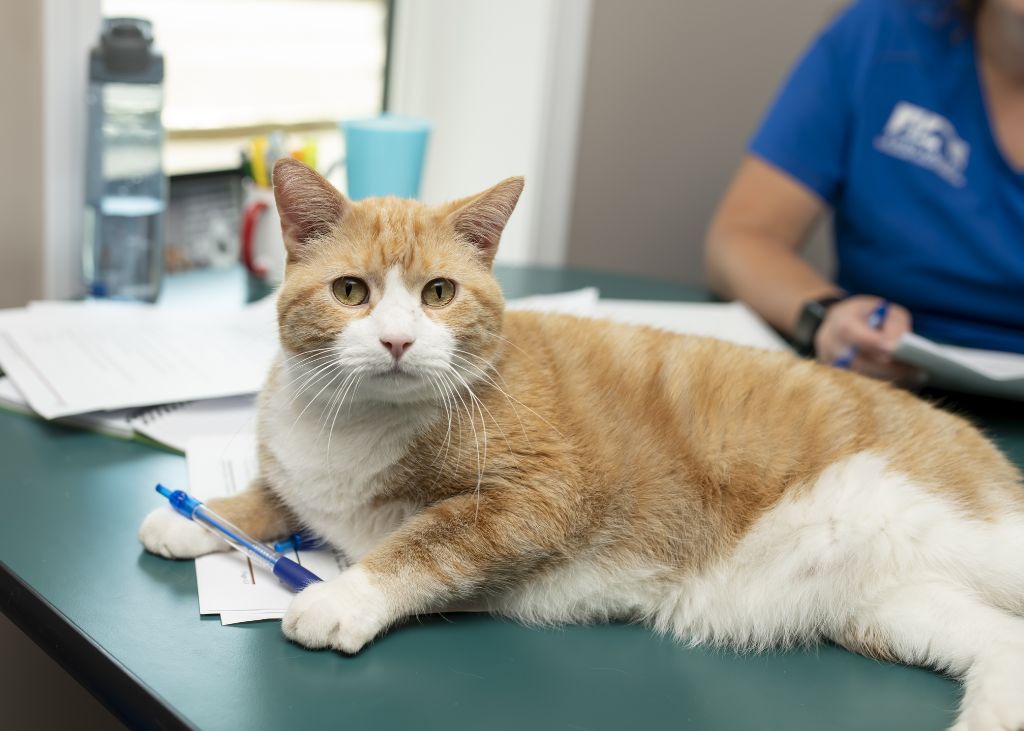 An orange and white cat lies on a green desk