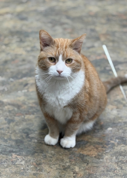 Orangie the cat
